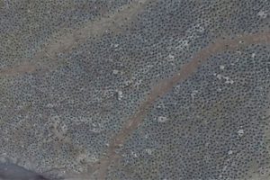 1,5 milyonluk yeni penguen s&uuml;r&uuml;s&uuml; keşfedildi