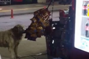 Cips tutkunu k&ouml;pek bakkaldan cipsi b&ouml;yle aşırdı