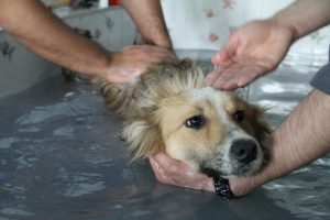 K&ouml;peklerin kaplıca keyfi