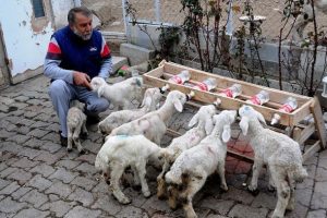 &Ccedil;ocuk yuvası emeklisinin 'kuzu' sevgisi