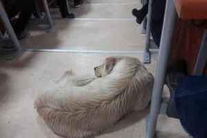 Bursa'da ıslanan k&ouml;peği sınıfa alıp b&ouml;yle ders yaptılar