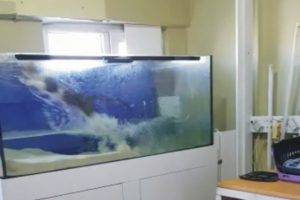 Sineği yakalamak isterken akvaryuma d&uuml;şt&uuml;