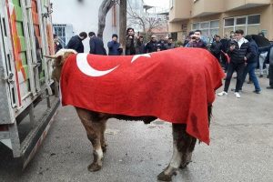 Bursa'dan Afrin'deki Mehmet&ccedil;iğe tosun g&ouml;nderdiler