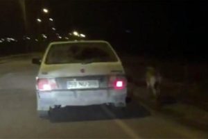 K&ouml;peği, otomobiline bağlayıp koşturdu