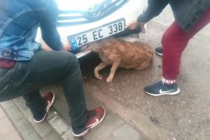 Otomobilin &ccedil;arptığı k&ouml;pek tampona sıkışarak yaralandı
