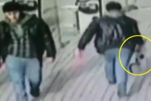 Hamile kediye işkence! Yere vurup tekmelendi