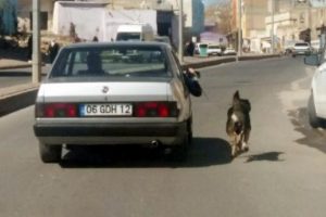 Zincirle bağladığı köpeği otomobille birlikte koşturdu