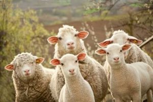 Koyun ve keçiye tecavüzden tutuklandı