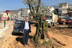 Bursa'da 6 asırlık zeytin ağacı nakledildi