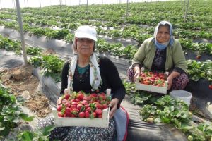 Mevsimlik tarım işçilerinin günlük ücretleri arttı