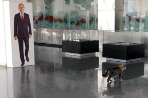CHP Genel Merkezi'nin maskotu "Şero" tedavi edildi