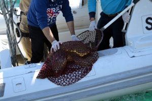 Yaralı caretta caretta i&ccedil;in seferber oldular