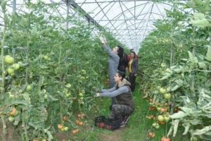 &Uuml;niversitelilere serada uygulamalı eğitim