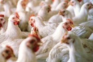 Bursa'da g&ouml;nderilen ilk T&uuml;rk tavuğu Japonya'ya ulaştı