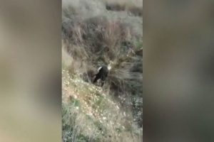 Kayseri'de eski imam k&ouml;peğe tecav&uuml;z ederken yakalandı