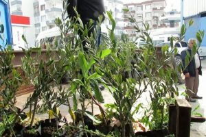 Bursa'da Marmarabirlik 7 bin zeytin fidanı dağıttı
