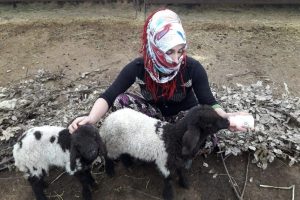 Annesiz kalan kuzuları biberonla besliyor