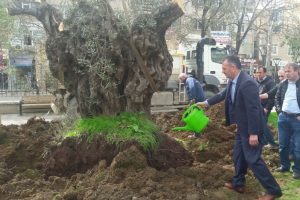 Tarihi zeytin ağa&ccedil;ları Bursa Gemlik merkezinde