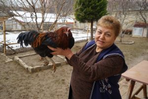 Bah&ccedil;esinde beslediği tavuk horoza d&ouml;n&uuml;şt&uuml;