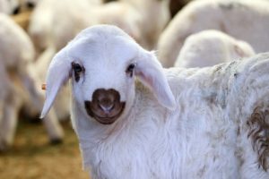 Tarla haline getirilen meralar hayvancılığı tehdit ediyor