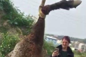 Barınakta skandal! Tedavi i&ccedil;in alıp boğazını kesmişler