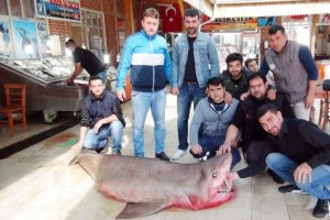 Mersin'de 400 kiloluk k&ouml;pek balığı yakalandı