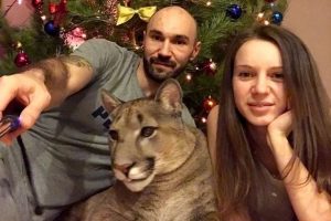 Rusya'da bir &ccedil;ift, kedi yerine "puma" sahiplendi!
