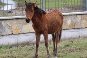 Samsun'da 10 aydır, annesinin terk ettiği 'Poyraz'a bakıyorlar