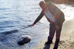 Bodrum'da kıyıya vuran başı kopmuş caretta caretta bulundu