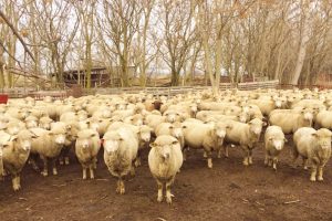 Bursa'da 'Saf Merinos Koyun Yetiştiriciliği Projesi' başladı