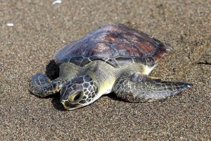 Yeşil deniz kaplumbağasına hayat veren m&uuml;dahale