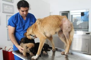 3 yavrusu olan sokak k&ouml;peğini vurdular!