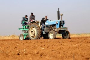 Suriye'nin buğday &ccedil;eşitleri T&uuml;rkiye'de hayat bulacak