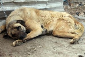 Sivas'ta sokak k&ouml;peğinden 2 kiloluk kitle alındı