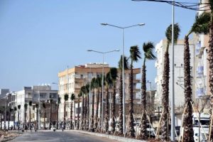 Mardin karayolu palmiye ağa&ccedil;ları ile yenileniyor