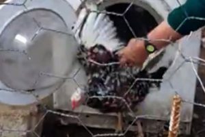 İlgin&ccedil; olay! &Ccedil;amaşır makinesini tavuklarına k&uuml;mes yaptı