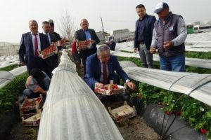 Silifke &ccedil;ileğine yoğun talep g&ouml;r&uuml;yor
