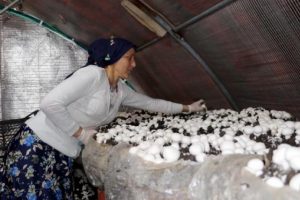 15 mantar tesisinden 11'ini kadınlar kurdu