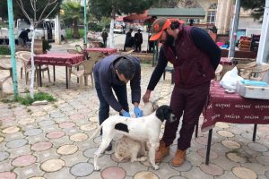 Bursa İznik'te k&ouml;peklere kuduz aşısı