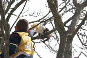 Mahsur kalan kedi i&ccedil;in seferber oldular