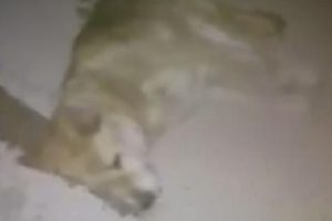 Konya'da 'telef olan k&ouml;pek' sosyal medyada tepki &ccedil;ekti