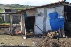 Manisa'da sokak k&ouml;pekleri k&uuml;mesteki 26 tavuk ve horozu boğdu