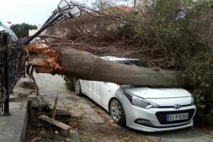 Mersin'de ağa&ccedil;lar devrildi; ara&ccedil;lar zarar g&ouml;rd&uuml;!