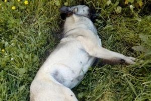 Zehirli et yiyen 6 k&ouml;pek ve 1 karga telef oldu