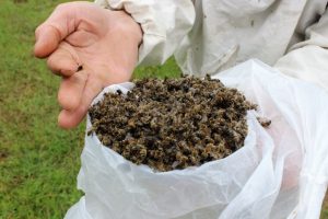Bursa'da &ccedil;amur yağdı, milyonlarca arı &ouml;ld&uuml;
