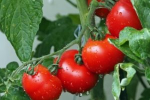 Rusya, domateste ithalat izinini genişletebilir