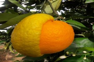 Yarısı limon yarısı portakal