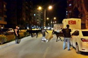&Ccedil;orum'da eşekler polis ve zabıta tarafından yakalandı