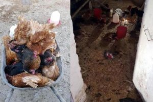 K&uuml;mese giren sansar 28 tavuğu telef etti!