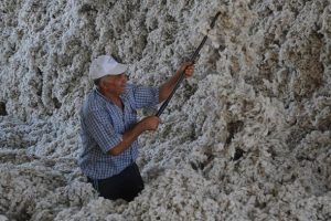 Pamuğa coğrafi işaret tescili başvurusu